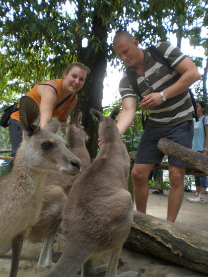 Im Singapur Zoo beim Kangaruh fuettern und streicheln. Die waren otz suess.