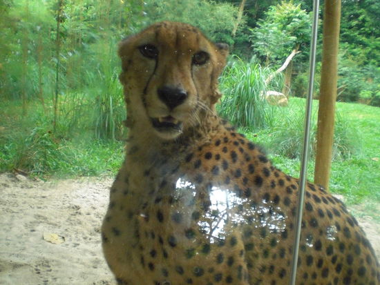 Ein Leopard den die Kinder geaergert haben.