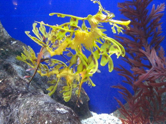 Im Unterwaterworld in Sentosa ein total suesses Drachenpferd