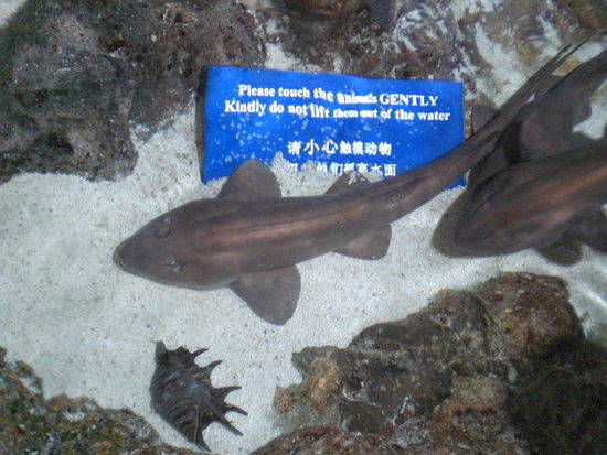 Diesen Hai konnte man streicheln. Er war ziemlich rau.