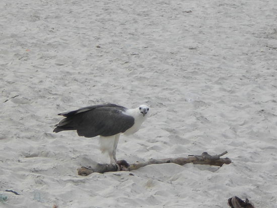 Ein Adler am Long Beach