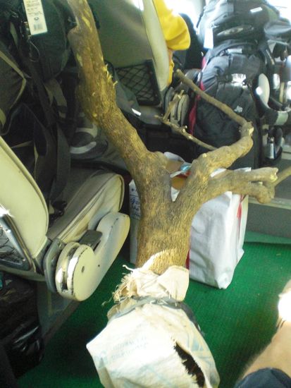 Dieser Baum fuhr im Bus mit