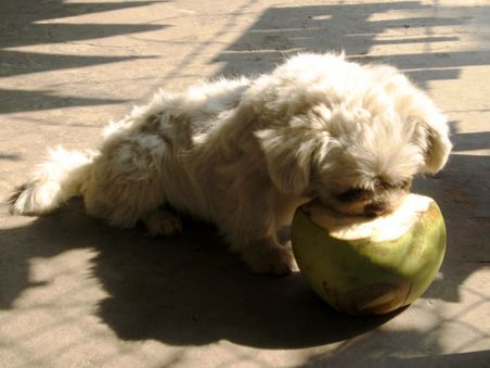 Kokosnuß fressender Hund