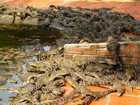 6 Monate alte Krokodil Babys
