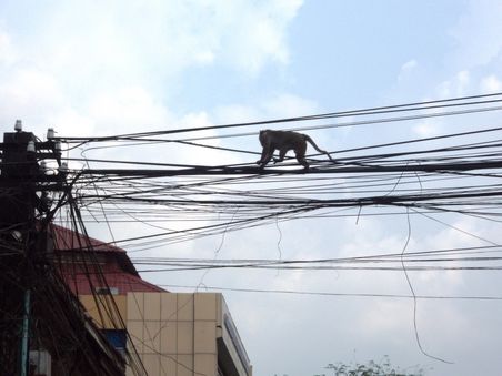 Affe auf der Stromleitung
