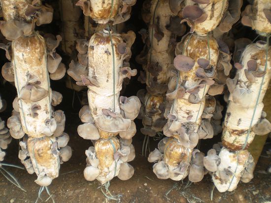 Pilzzucht (Nein keine magic mushrooms)