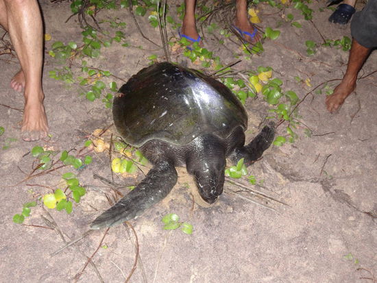 Die Schildkröte ist noch nicht lange tot