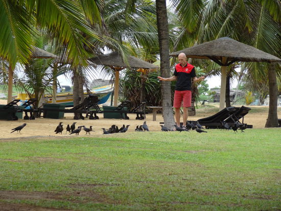 Überall hat es die scheiß Raben