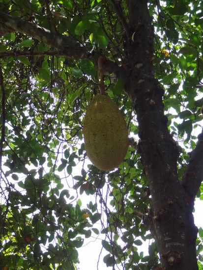 Rießen Jackfrucht am Baum (schmeckt nach Gummibärchen)