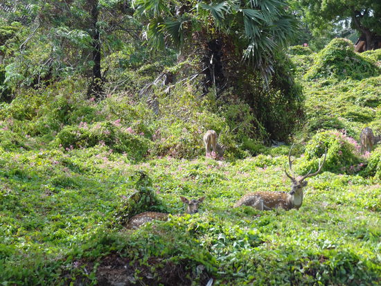 Rehe im Fort Frederick