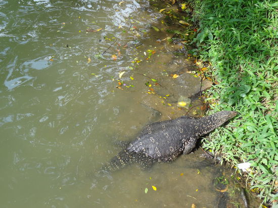 1 großer dicker Waran