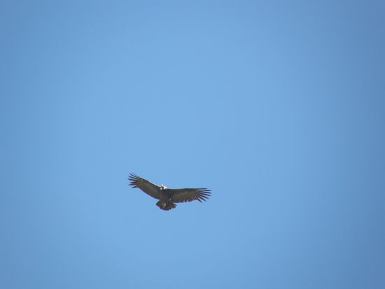 Ein Condor (sieht so garnicht so gross aus, wie er is)