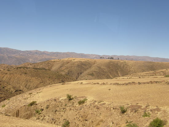Gras waechst hier nicht mehr all zu reichlich, deswegen sieht man hier hauptsaechlich Ziegen, die sich gut von Gebueschen ernaehren koennen...