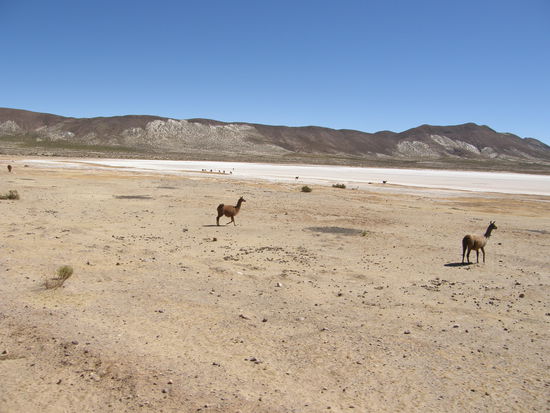 Unsere ersten Lamas!