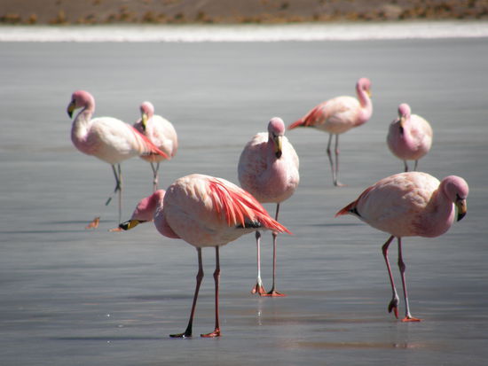 Flamingos
