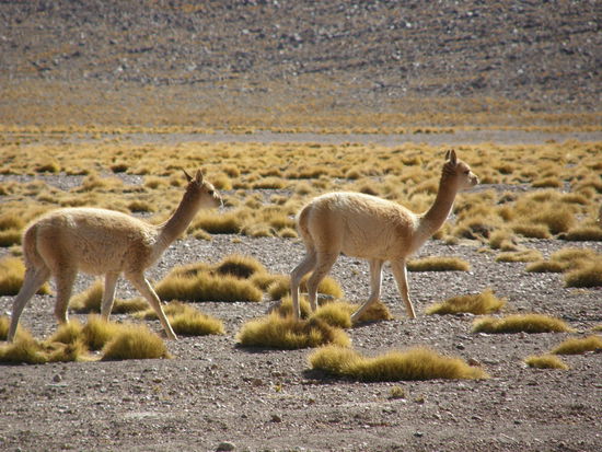 Vicuñas, die Wildform des Alpakas
