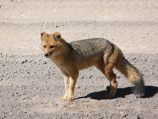 Ein Andenfuchs, haette vorher nicht gedacht, dass wir einen zu Gesicht bekommen, aber die wissen, wos was zu fressen gibt, deswegen kommen sie auch manchmal unter die Raeder