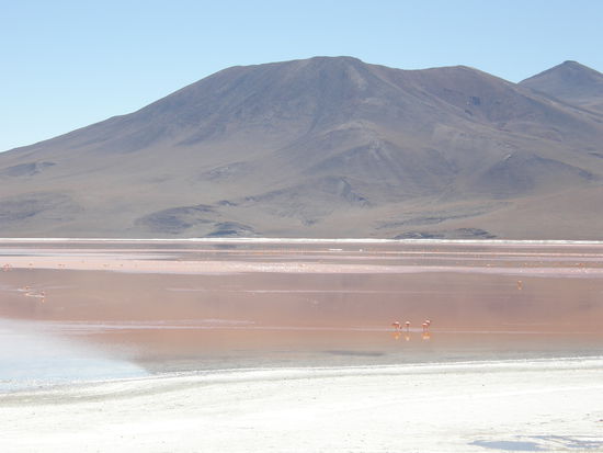 Laguna Colorado, wo wir auch die Nacht verbracht hatten. (Leider kommt das Rot nicht so gut rueber)