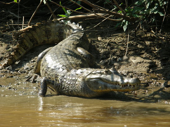 Alle fuenf Meter wurde man von so einem angeguckt
