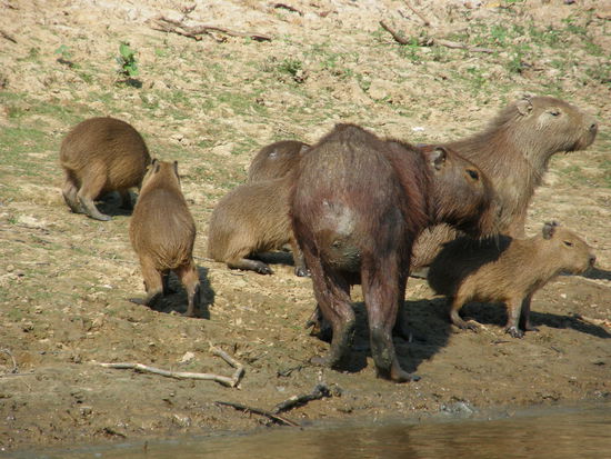 Capivarafamilie, von denen gabs auch viele viele zu sehen