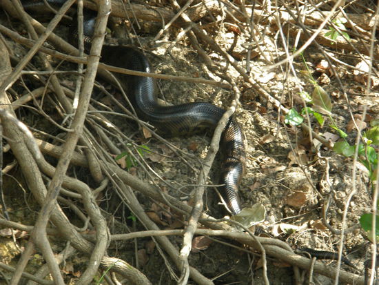 Anaconda! Da war noch ne zweite, haben sie wohl bei was gestoert..