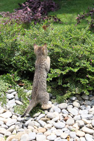 Schmetterling + Kaetzchen
