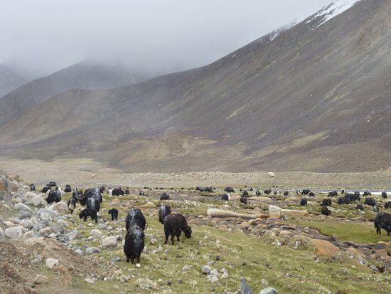 Den Yaks macht das Wetter nix!