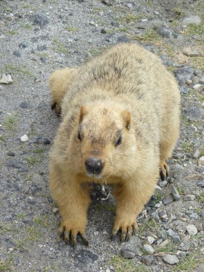 Murmeltier!