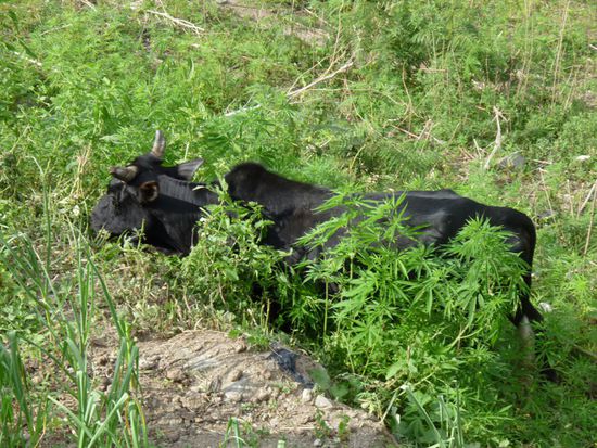 Nicht unerwaehnt darf die Kuh im grossen Hanffeld bleiben!