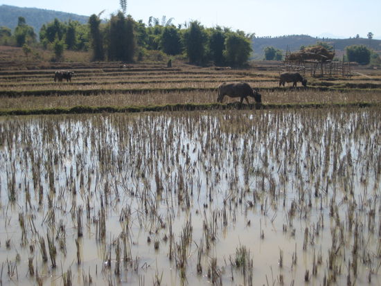 Reisfelder mit Büffel in Hintergrund