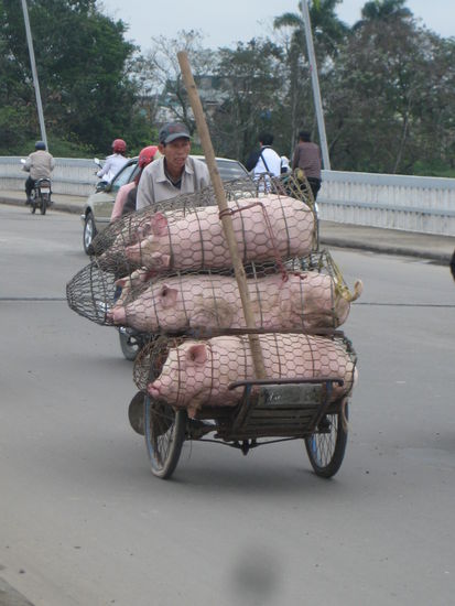 Diese grunzenden Vierbeiner hörte man protestierenderweise schon von Weitem