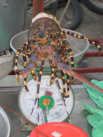 Wieviel wiegt er denn.... ?