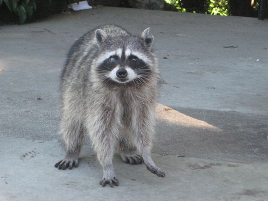 Wir sahen viele Waschbaeren und Eichhoernchen in den Gaerten der Stadt