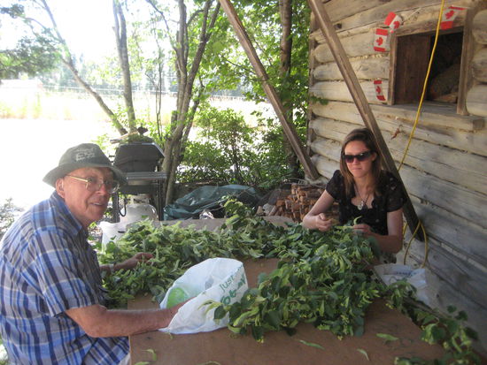 Lindenblueten zupfen...