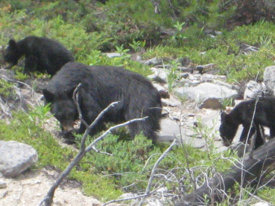 Ein Schwarzbaer mit ihren 3 jungen