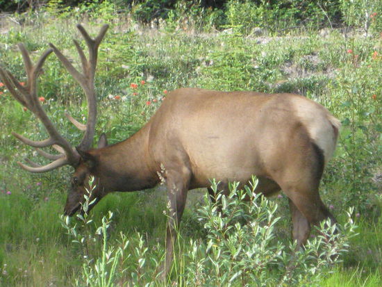 Ein Hirsch der direkt neben dem Highway nach Futter suchte