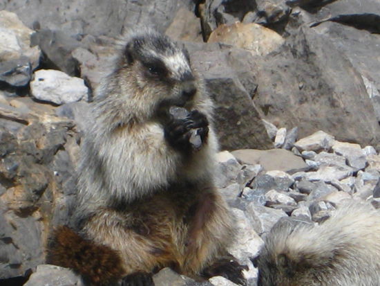 Murmeltiere die bis zu 2 m an uns heran kamen