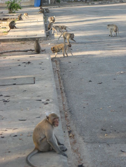 Die frechen Biester....! 