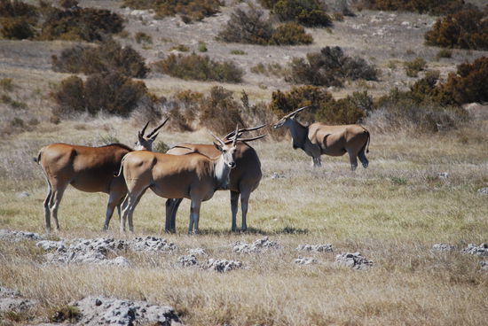 Hmmmmm die erste kleine Safari.... im Bushland