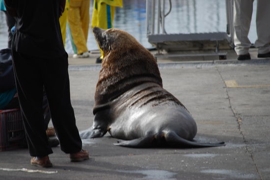 im Hafen war dieser Bulle die Atraktion!! Ein riesen Viech....