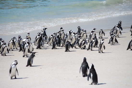 Am Bouldersbeach in Simonstown...  Ueberall nur Pinguine..