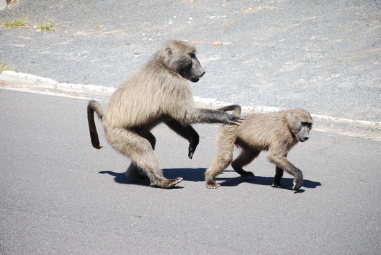 Auf der Strasse begeneten wir noch ein suesses Schauspiel!