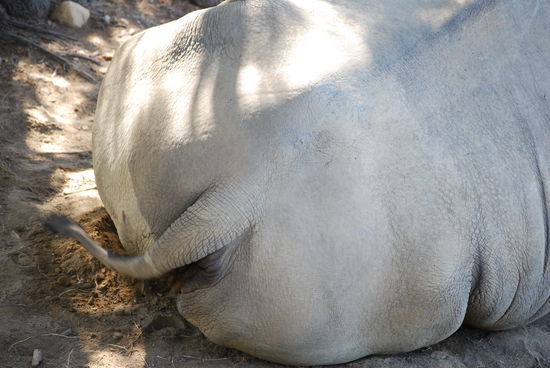 Was ist den DAS?
Genau ein Nashorn!