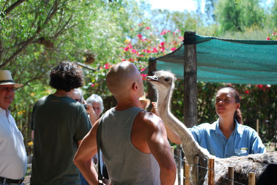 Die Straussin wollte mich sogar Kuessen und hat es dann auch getan..