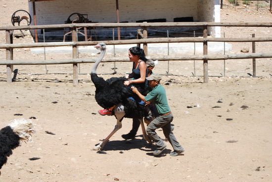 ...und dann wurde geritten und wie! Sonja ist die Koenigin! neue Jopangebote: Ostrichjockey