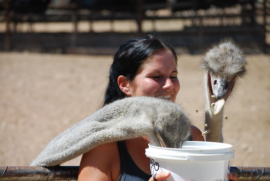 ..danach gabs die Massage noch gratis dazu!... Mit dem langen Hals massieren die Voegel die Schultern beim fressen! Echt witzig!