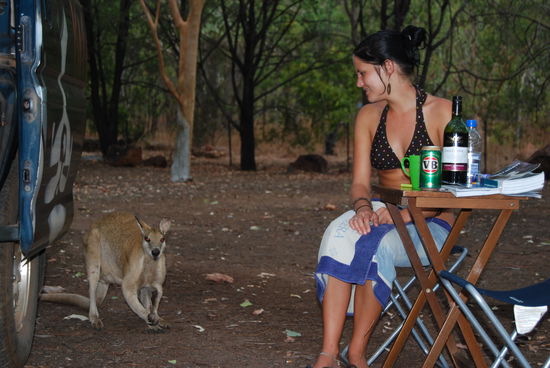 Wir wollten doch nur noch schlafen, aber diese Wallabies halten einem einfach wach und bestehlen einem!!! 