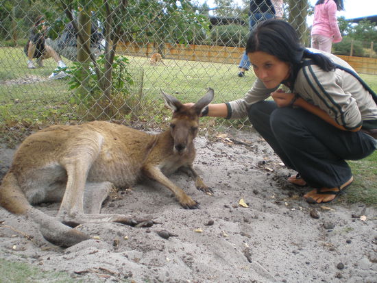 so zahm koennen Kangurus sein... ausnahmsweise mal )