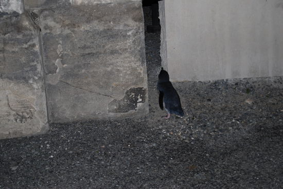 Die Pinguine in Oamaru waren wirklich auf der Strasse unterwegs und wir machten sehr amuesante Begegnungen mit ihnen.