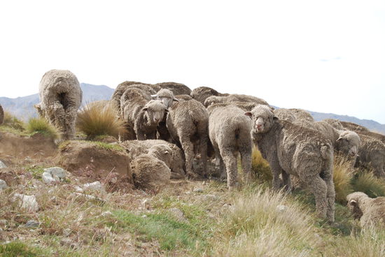 und wieder mal die lieben Schaeflein auf der Wanderung....